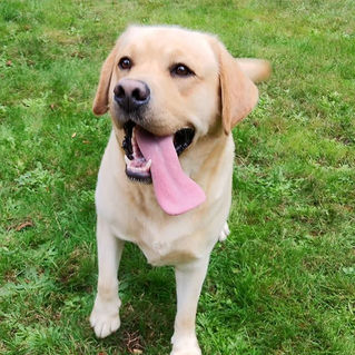 English Yellow Labrador Retriever for sale upstate South Carolina