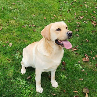 English Yellow Labrador Retriever for sale upstate South Carolina