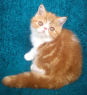 exotic short hair kitten for sale Greer South Carolina