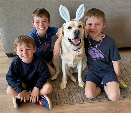 English Labrador retriever black female puppy for sale Greenville SC
