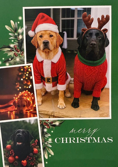 English Labrador retriever