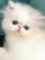 ree