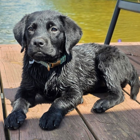 Why Do Labradors Love Water? Do You Have to Teach Them to Swim?