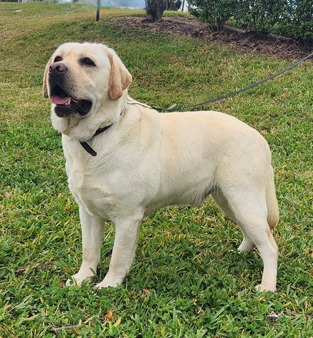 Labrador retriever for sale Greenville SC