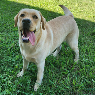 Labrador Retriever for sale Spartanburg South Carolina