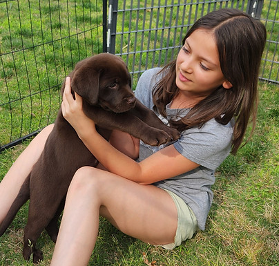 English Labrador retriever black female puppy for sale Greenville SC