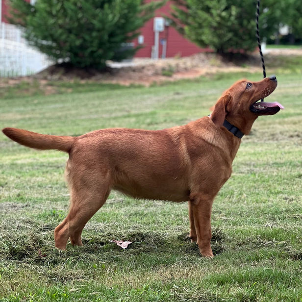 fox Red Labrador retriever for sale Greenville SC