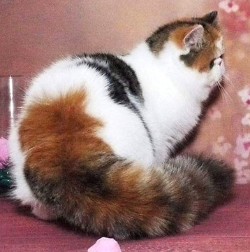 exotic shorthair kitten for sale Greenville SC