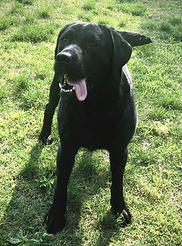black labrador