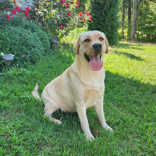 Labrador Retriever for sale Spartanburg South Carolina
