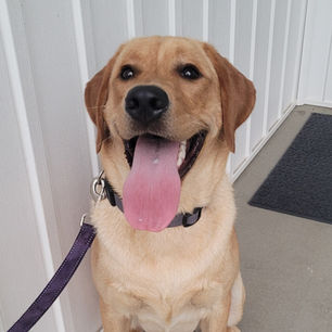 Labrador Retriever for sale Spartanburg South Carolina