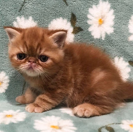 exotic kitten_edited_edited.jpg