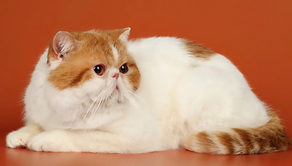 Exotic short hair cat