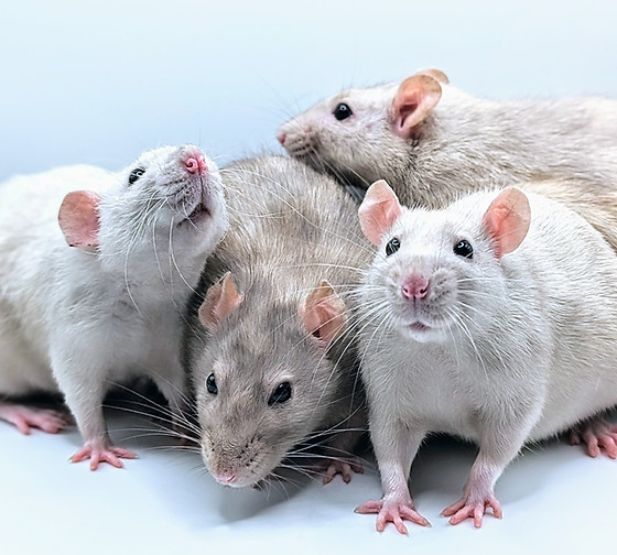 Ratisere Jozzy's Rat Pack Rattery