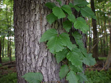 Free Your Mind and Be in the Know About Poison Oak