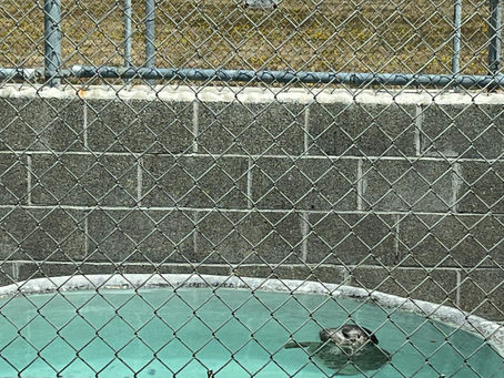 Free Your Mind with a trip to Northcoast Marine Mammal Center