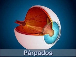 Párpados