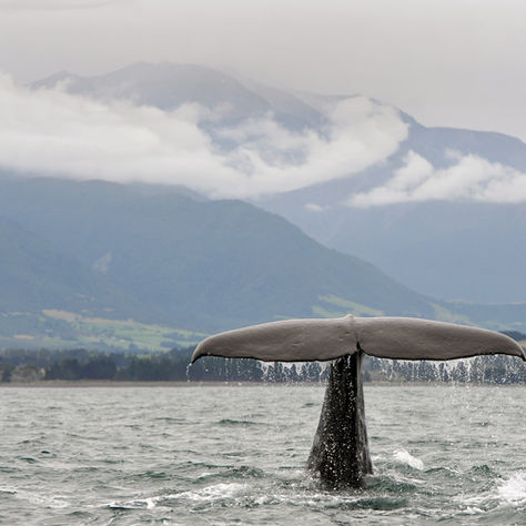 WHALE WATCHING | KAIKOURA: An Unforgettable Encounter with Giants of the Deep
