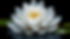 vecteezy_white-lotus-flower_27005953.jpg