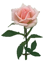 ltpinkrose.gif