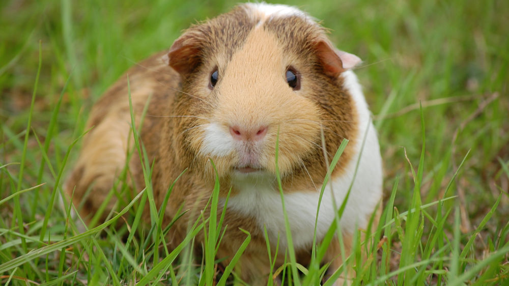 The Ultimate Guinea Pig Food List What Is Safe