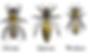 types of honey bee