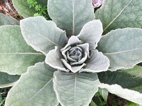 We are called to reciprocate what we take, offering our gratitude in action. - Robin Wall Kimmerer