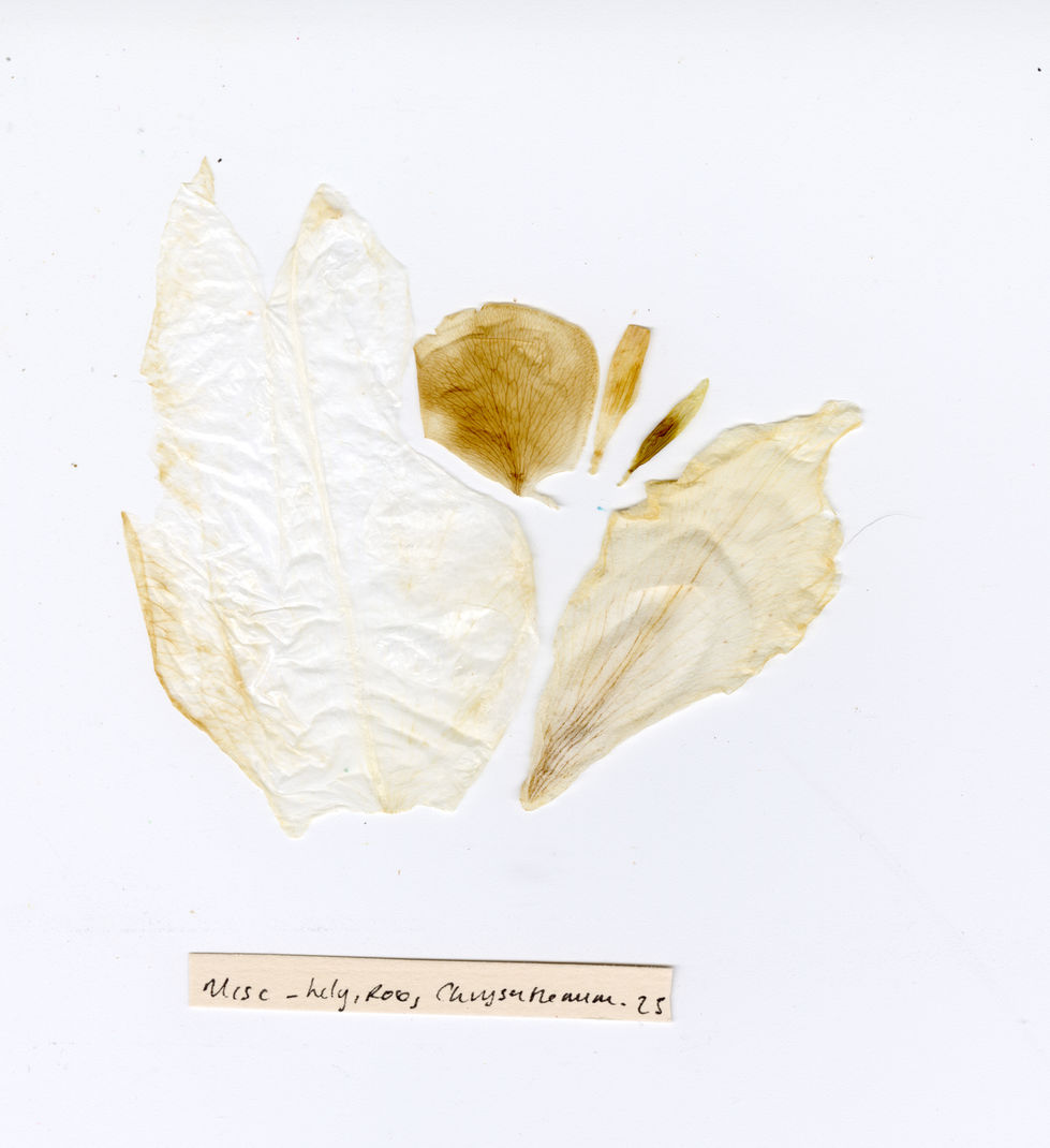 Washed petals, including, Lily, Rose, and Chrysanthemum