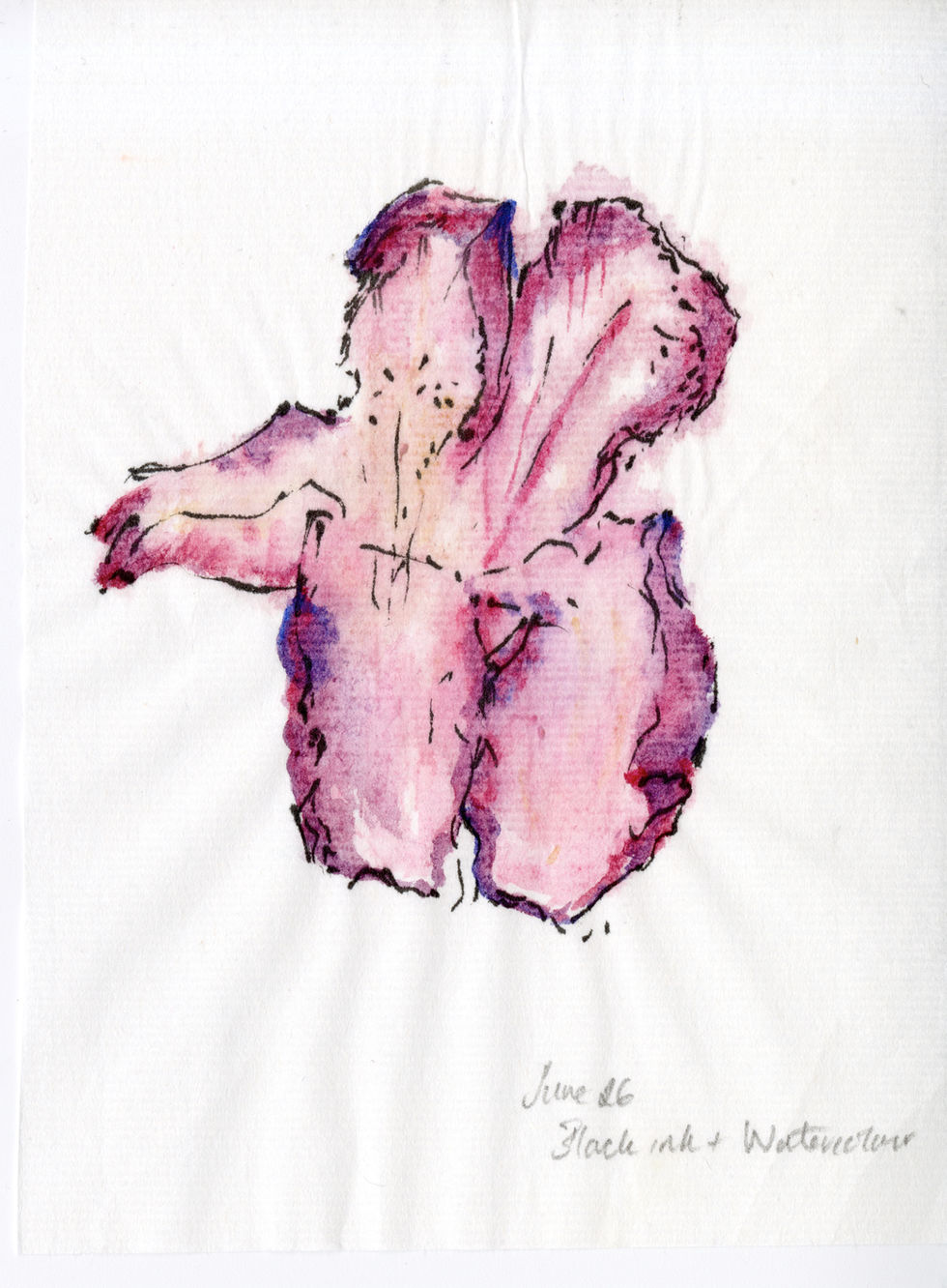 Rhododenrum study ink and watercolour on RP 26.jpeg