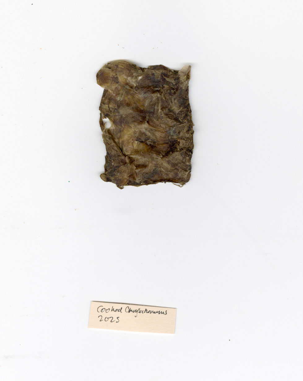Cooked Chrysanthemum petals, front view, 2025