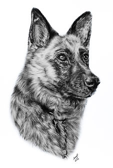cassie (1 of 1).jpg