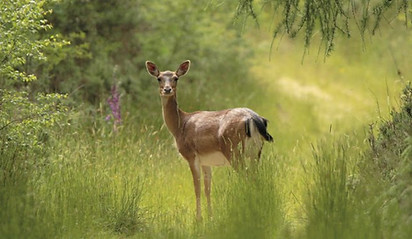 Deer Bere Forest Scotts Haven