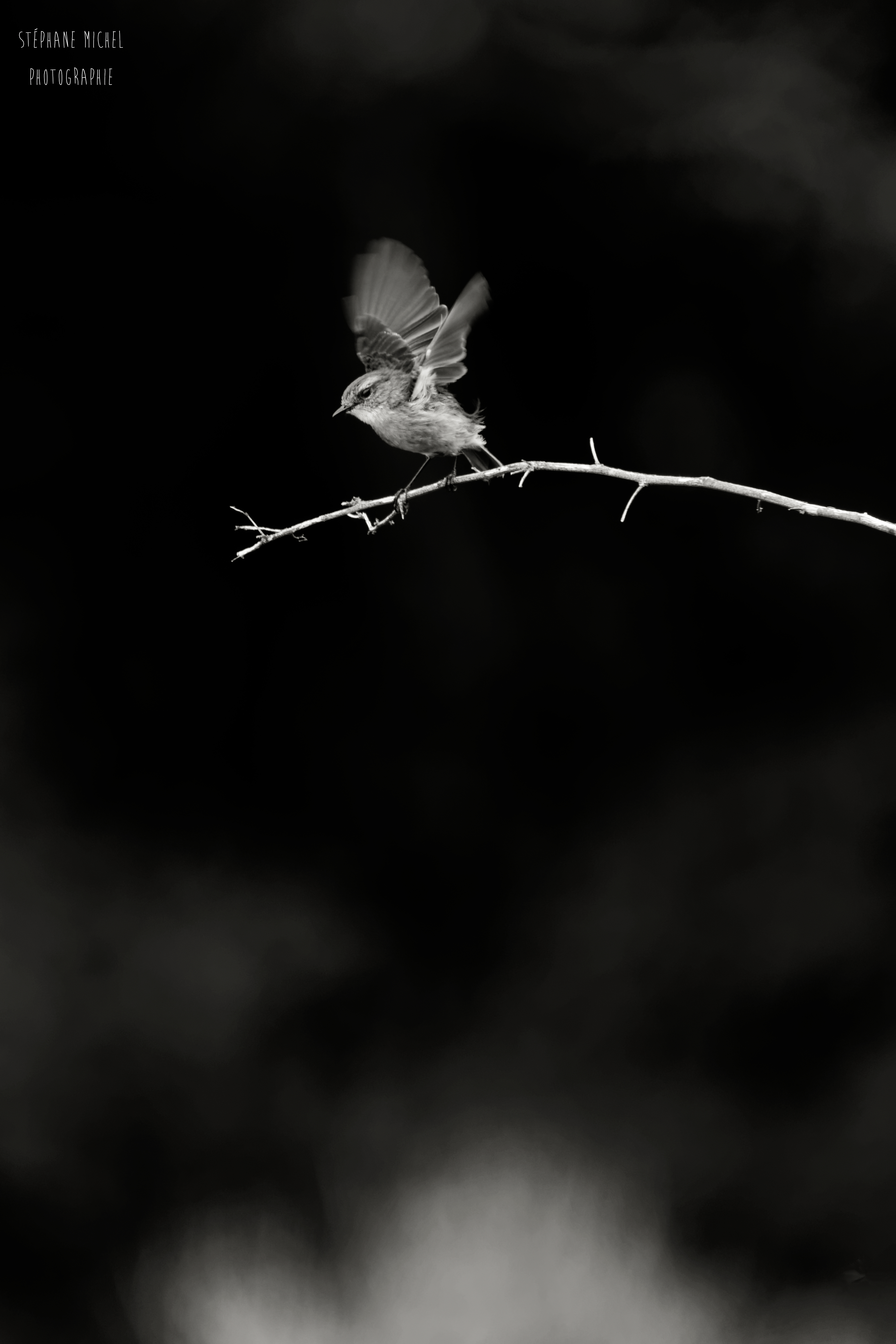 rencontres esclave palmiste