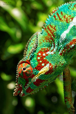Le caméléon l'endormi