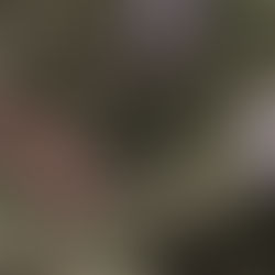 ΛΑΓΟΣ Ο ΚΟΠΑΝΑΣ