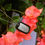 Thumbnail: Tropical Dog Tags