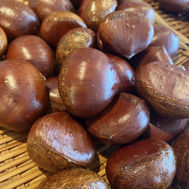 マロンサカイ来てます☆