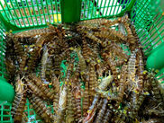 2020/09/15のメニュー