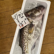 白子もいいけど本体もね♡