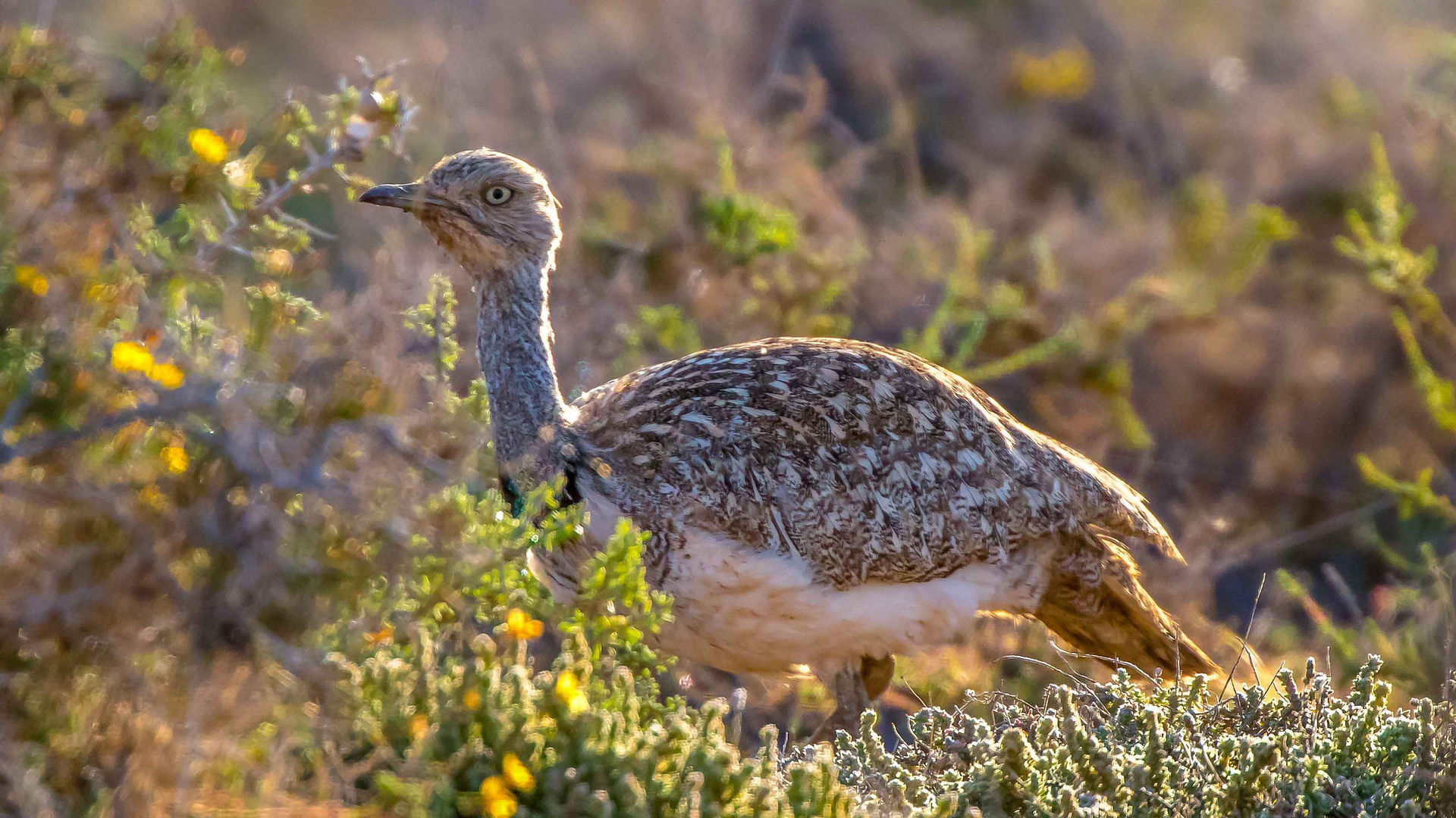 Houbara bustard