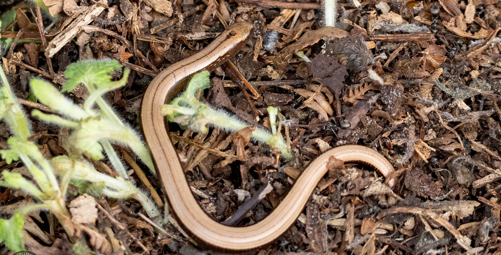 Slow worm