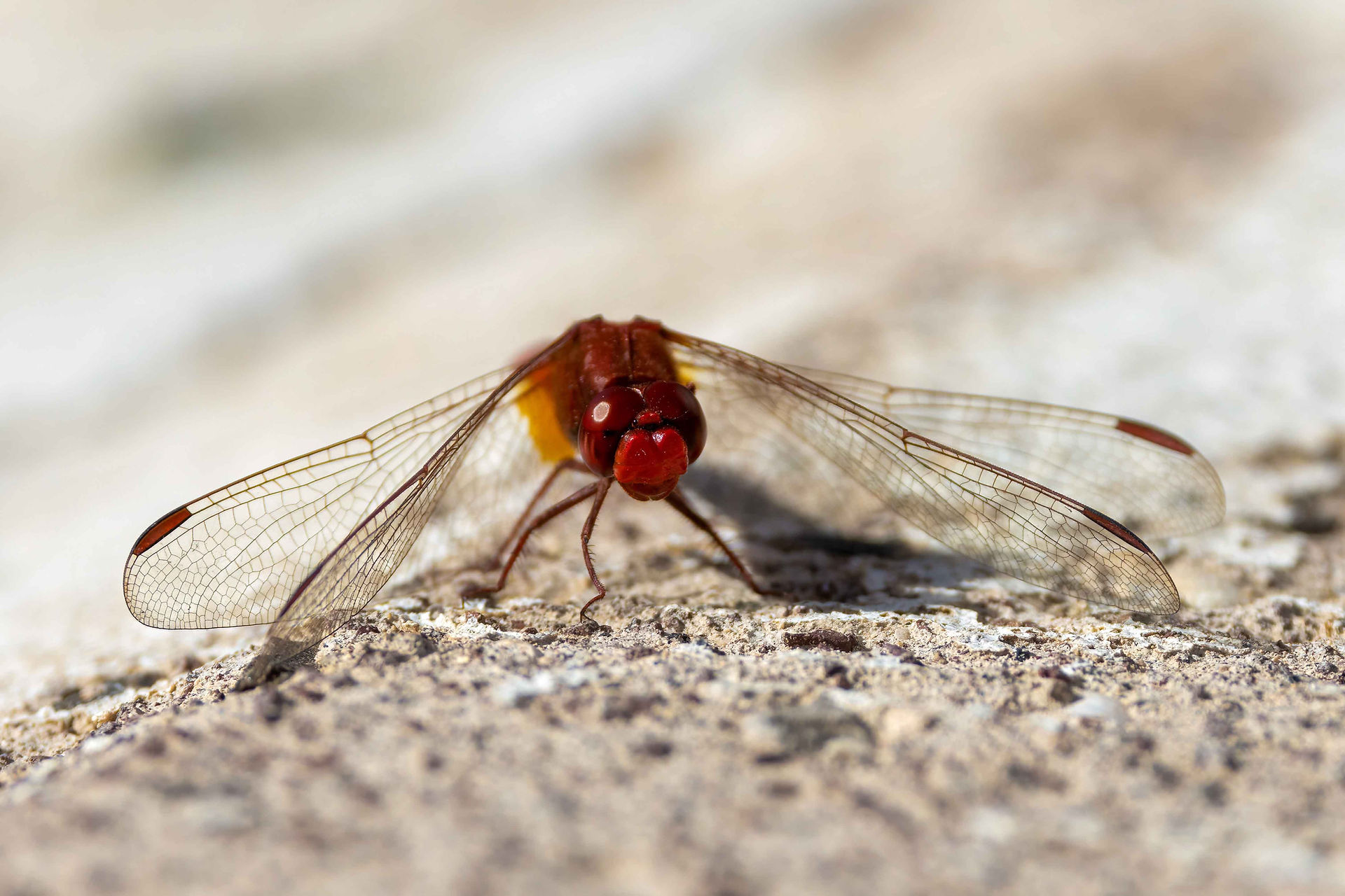 Scarlet darter