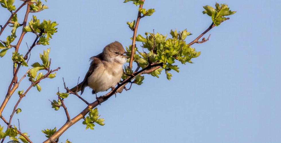 Common whitethroat