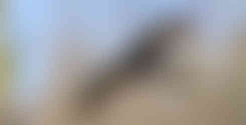 Goshawk