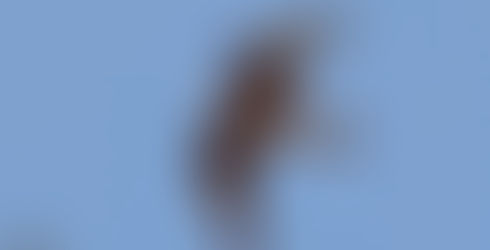 Eleonora's falcon