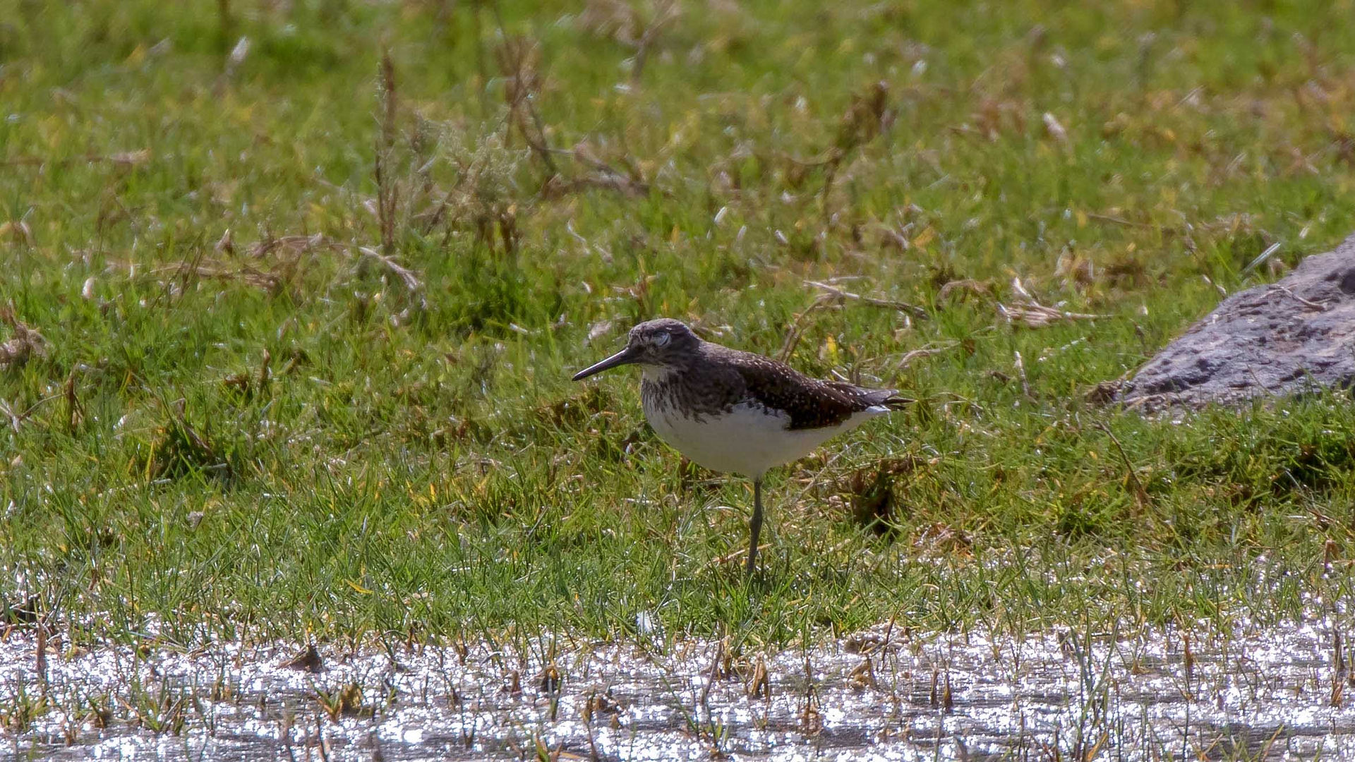 Green sandpiper