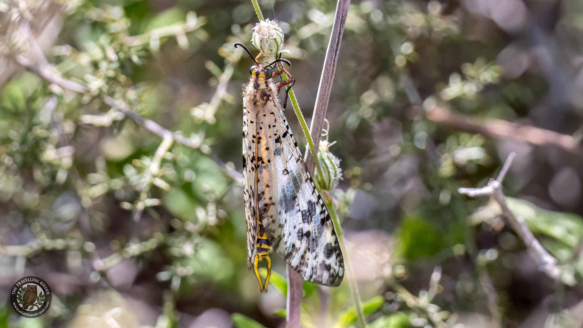 Antlion