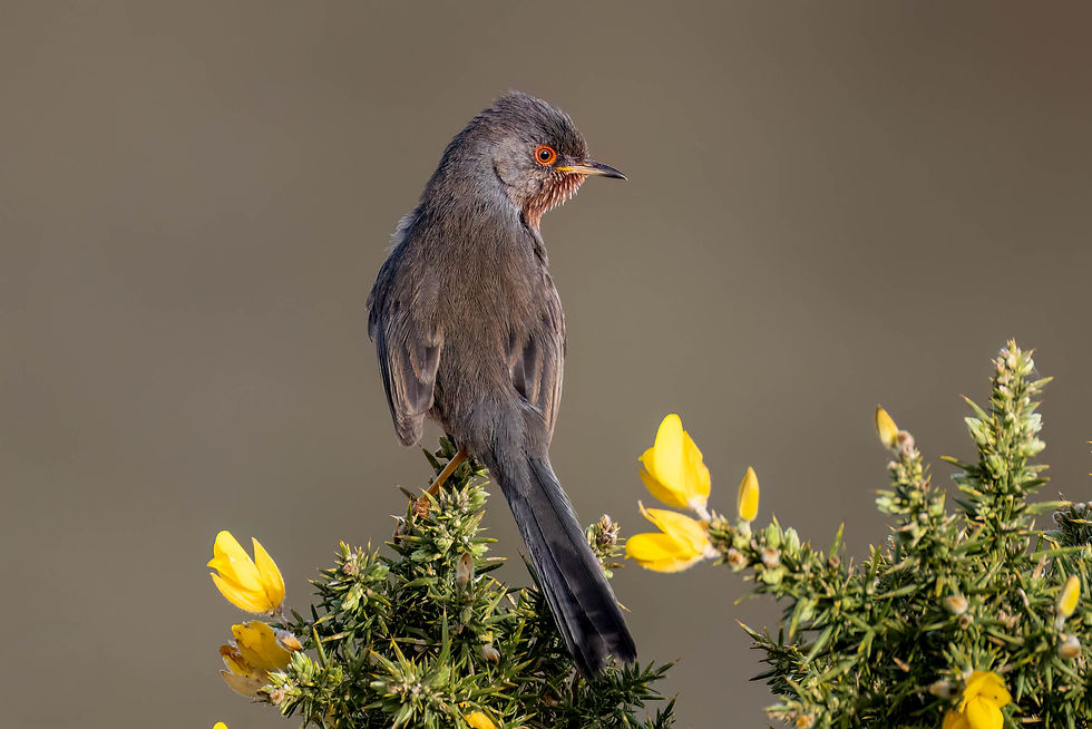 Suffolk Birding - April 2026