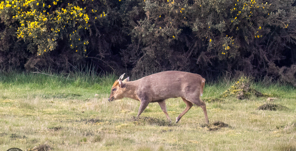 Muntjac deer