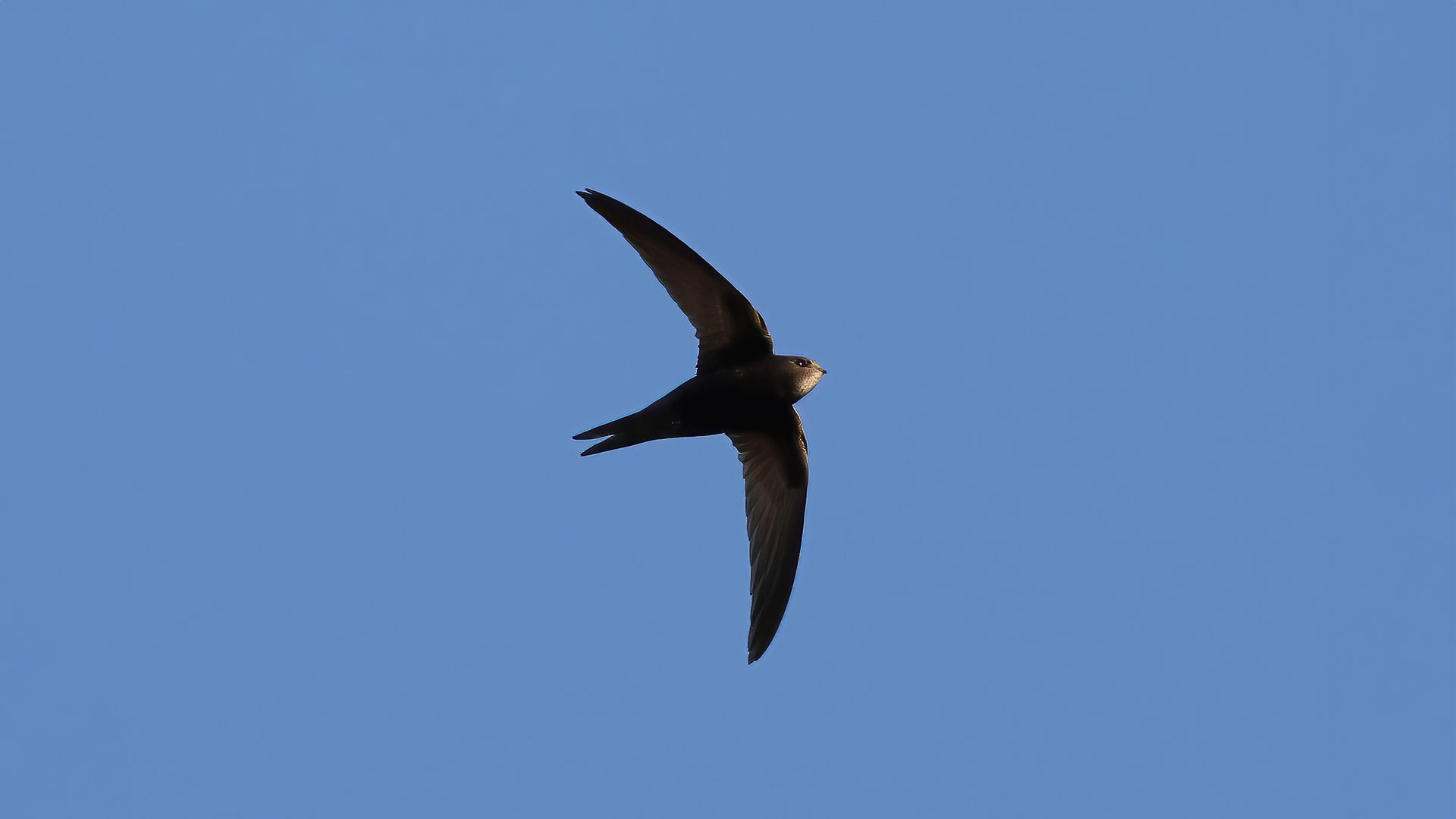 Common swift
